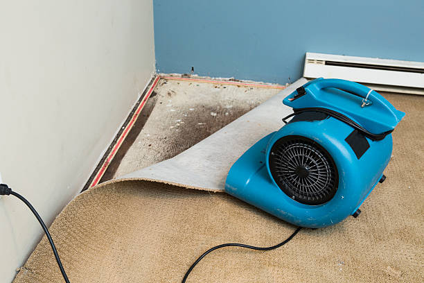 Best Carpet water damage restoration  in Nanawale Estates, HI